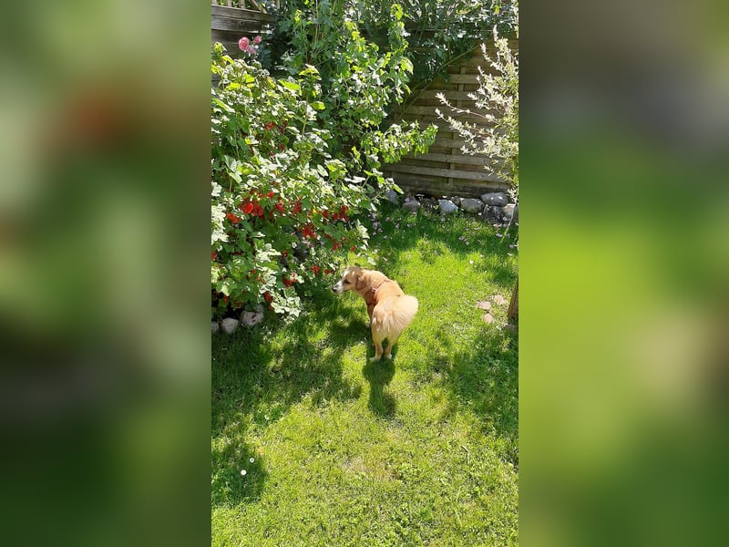 Mira, sehr soziale, menschenbezogene Hündin sucht Herzensmensch