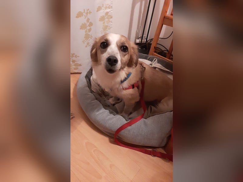 Mira, zuckersüße kleine Traumhündin, sozial, katzenverträglich