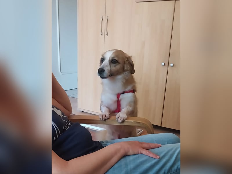 Mira, sehr soziale, menschenbezogene Hündin sucht Herzensmensch