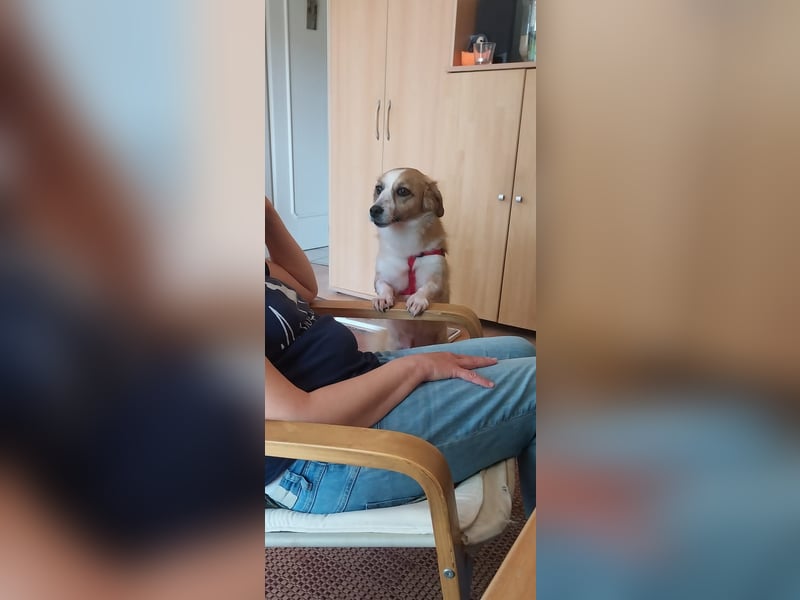 Mira, zuckersüße kleine Traumhündin, sozial, katzenverträglich