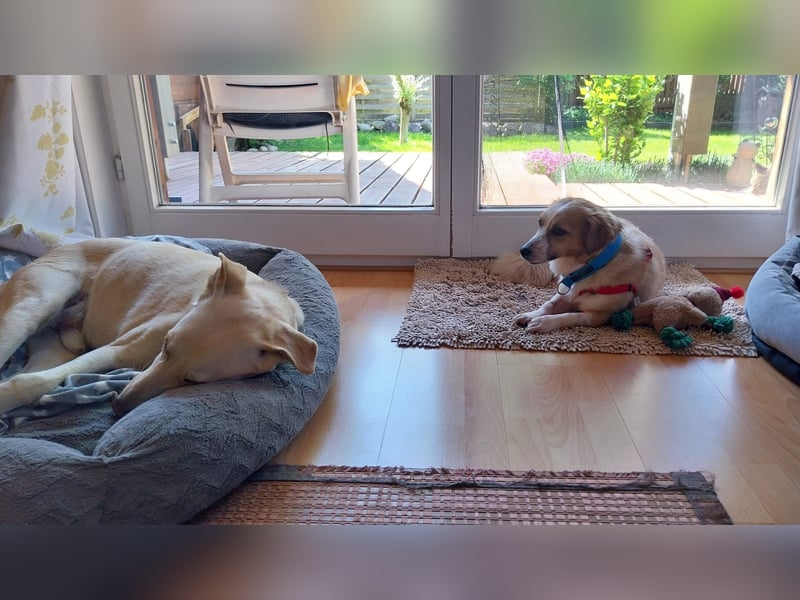 Mira, zuckersüße kleine Traumhündin, sozial, katzenverträglich