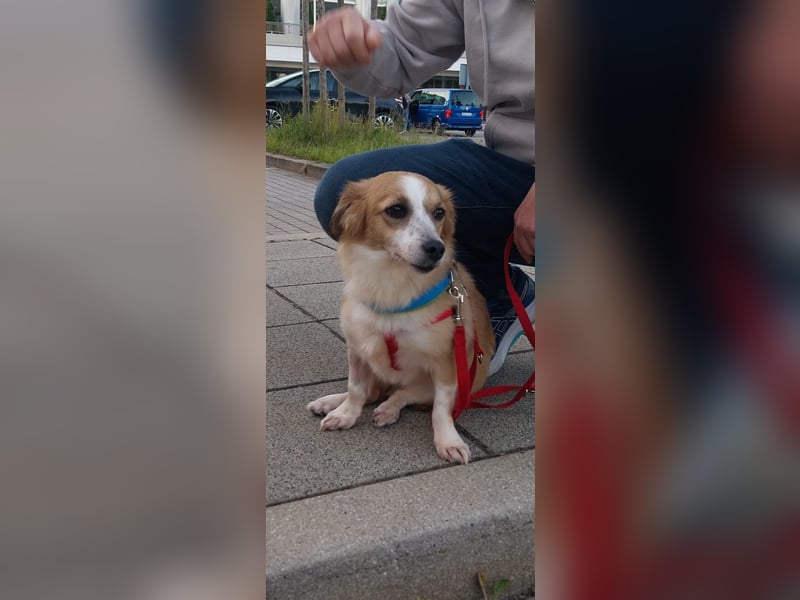 Mira, zuckersüße kleine Traumhündin, sozial, katzenverträglich