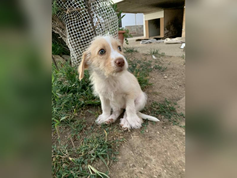 Sunny – kleines Hundemädchen sucht ihr Glück