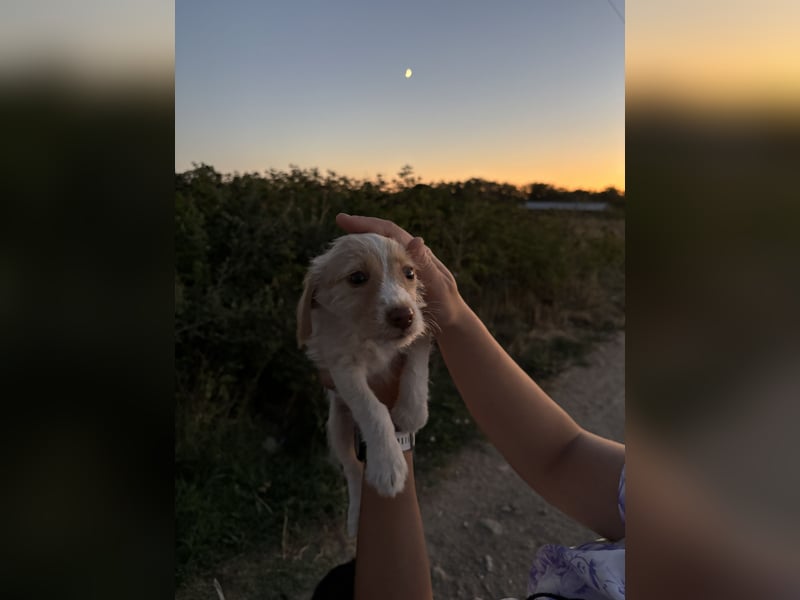 Sunny – kleines Hundemädchen sucht ihr Glück