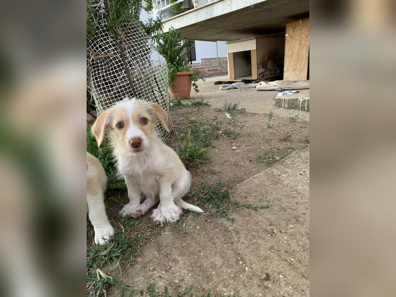 Sunny – kleines Hundemädchen sucht ihr Glück