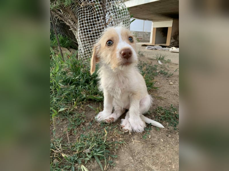 Sunny – kleines Hundemädchen sucht ihr Glück