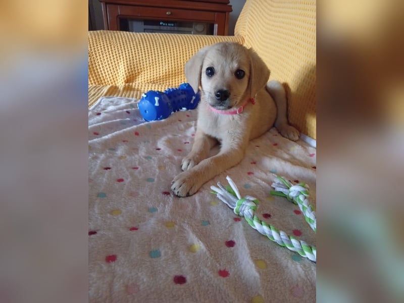 Kleine Junghündin NANCY sucht nach dem großen Glück
