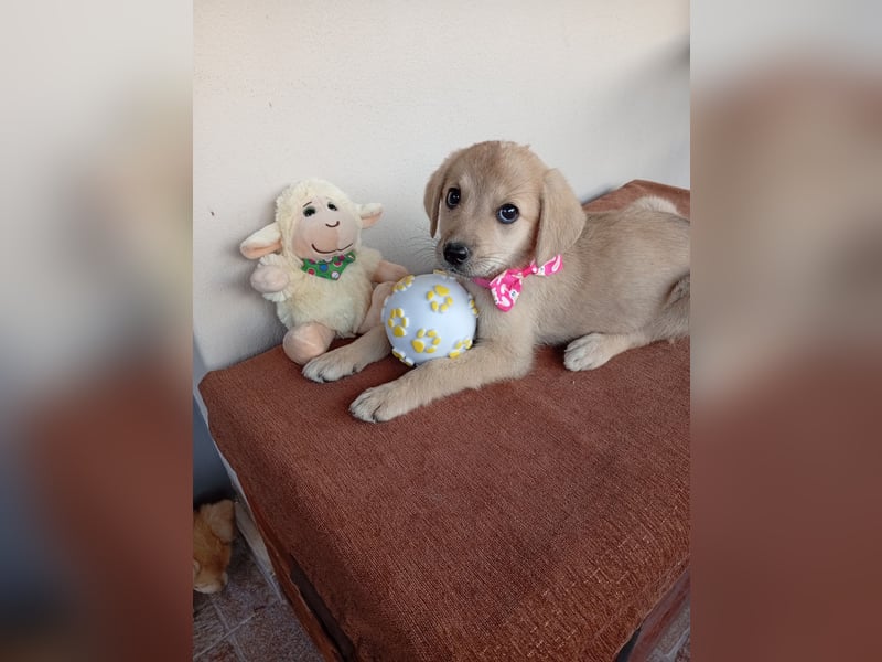 Kleine Junghündin NANCY sucht nach dem großen Glück