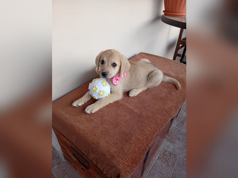 Kleine Junghündin NANCY sucht nach dem großen Glück