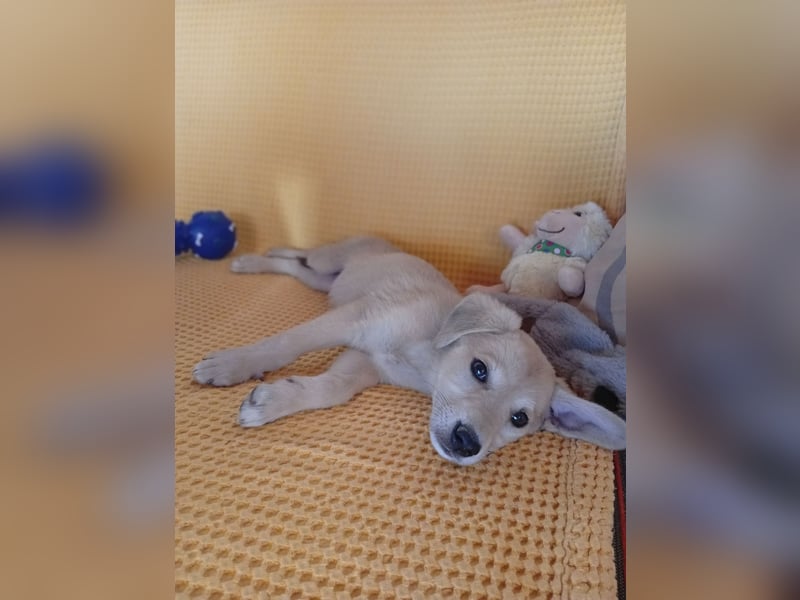 Kleine Junghündin NICKY sucht nach dem großen Glück
