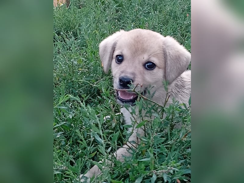 Kleine Junghündin NANCY sucht nach dem großen Glück