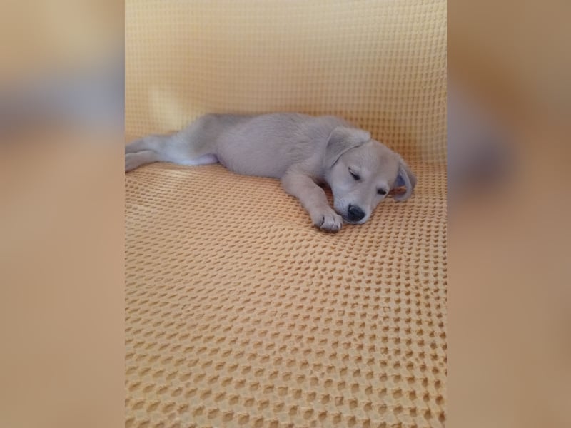 Kleine Junghündin NICKY sucht nach dem großen Glück