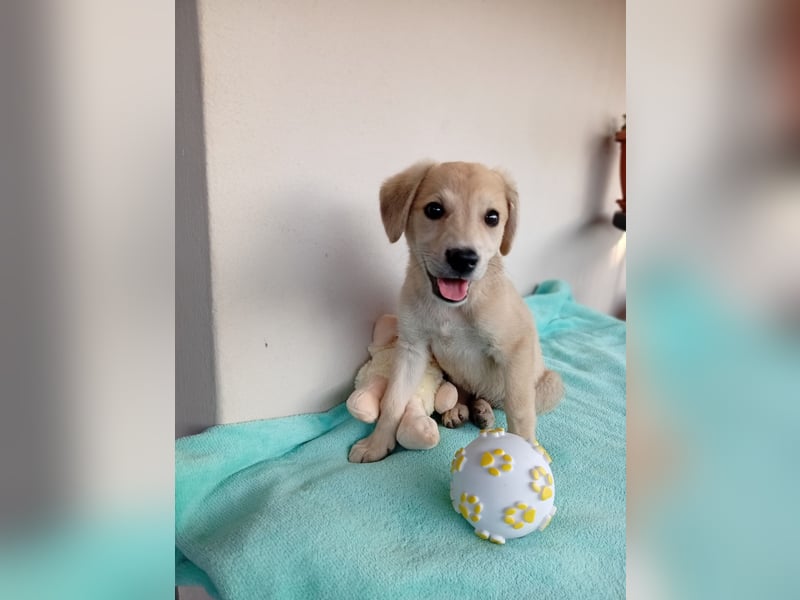Kleine Junghündin NICKY sucht nach dem großen Glück