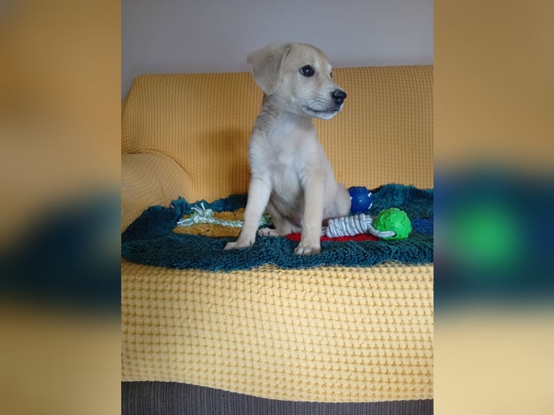 Kleine Junghündin NICKY sucht nach dem großen Glück