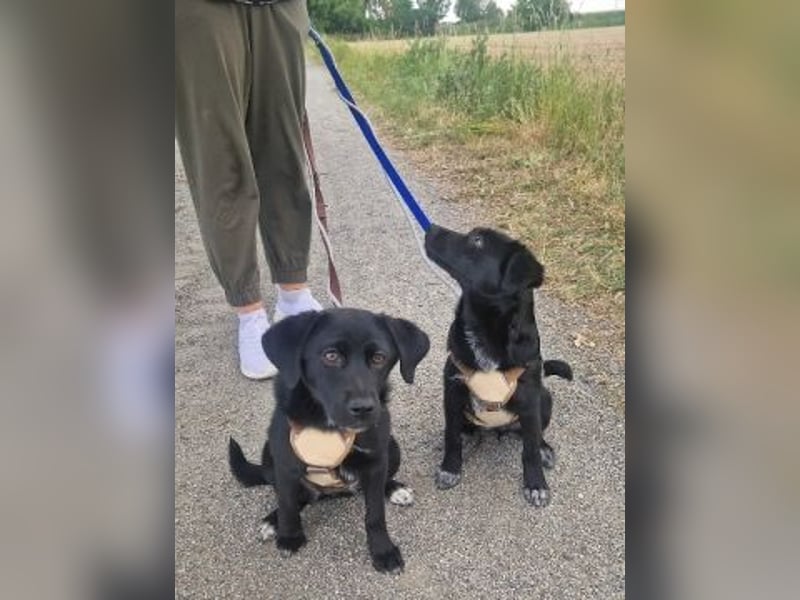 Mily - Kokoni-Mix-Mädchen sucht ihre Familie