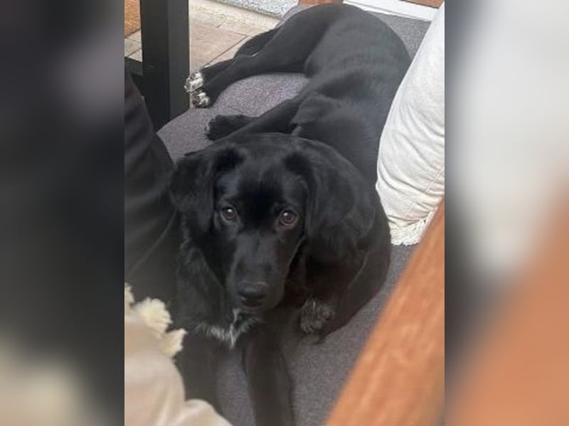 Mily - Kokoni-Mix-Mädchen sucht ihre Familie