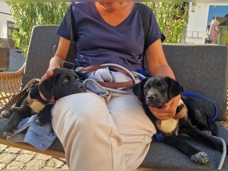 Mily - Kokoni-Mix-Mädchen sucht ihre Familie