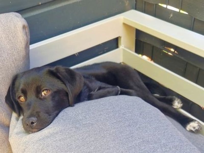 Mily - Kokoni-Mix-Mädchen sucht ihre Familie