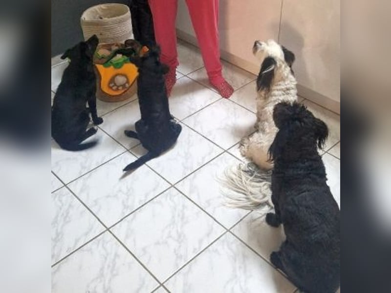 Mily - Kokoni-Mix-Mädchen sucht ihre Familie