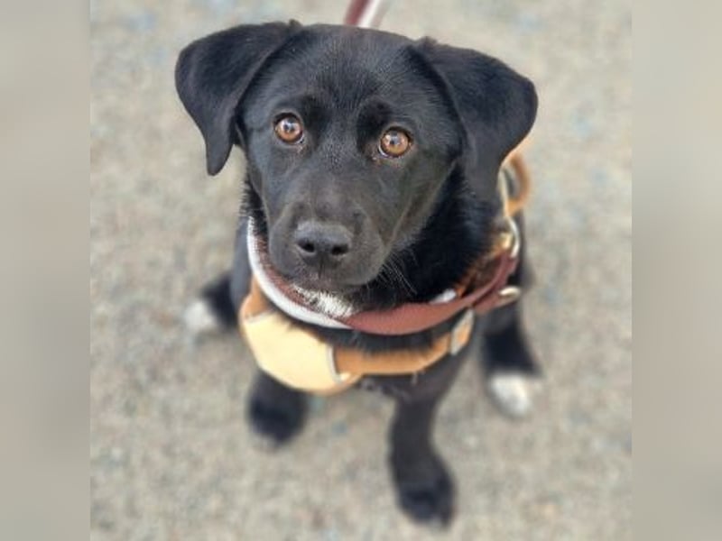 Mily - Kokoni-Mix-Mädchen sucht ihre Familie