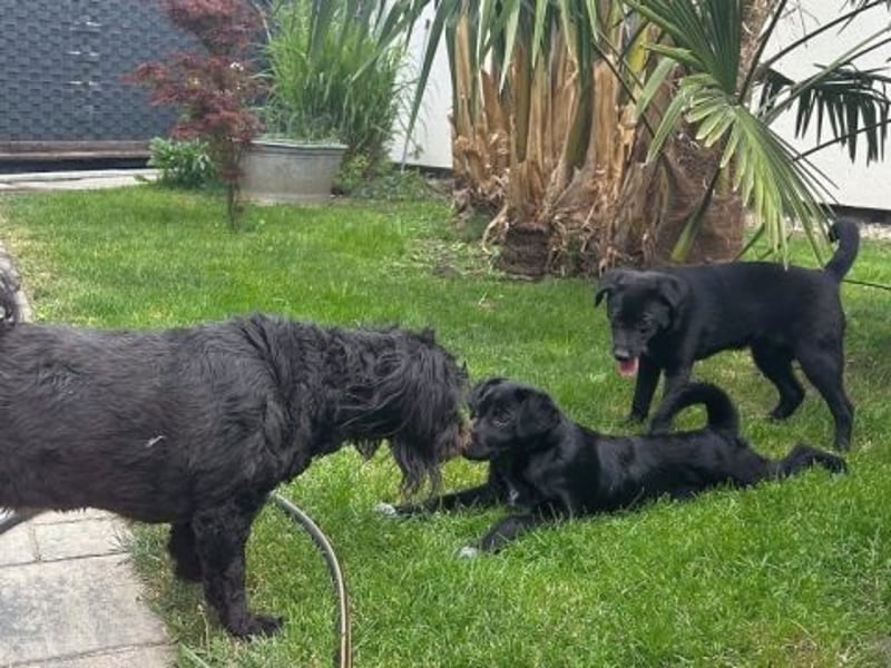 Mily - Kokoni-Mix-Mädchen sucht ihre Familie