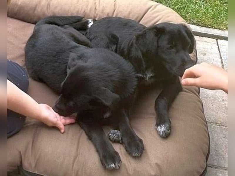 Mily - Kokoni-Mix-Mädchen sucht ihre Familie