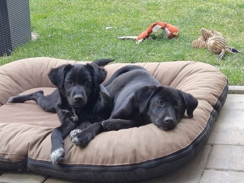 Mily - Kokoni-Mix-Mädchen sucht ihre Familie