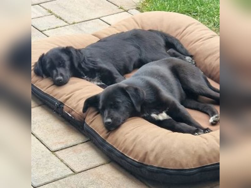 Mily - Kokoni-Mix-Mädchen sucht ihre Familie