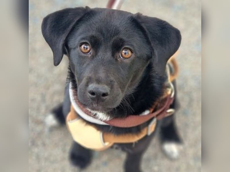 Mily - Kokoni-Mix-Mädchen sucht ihre Familie