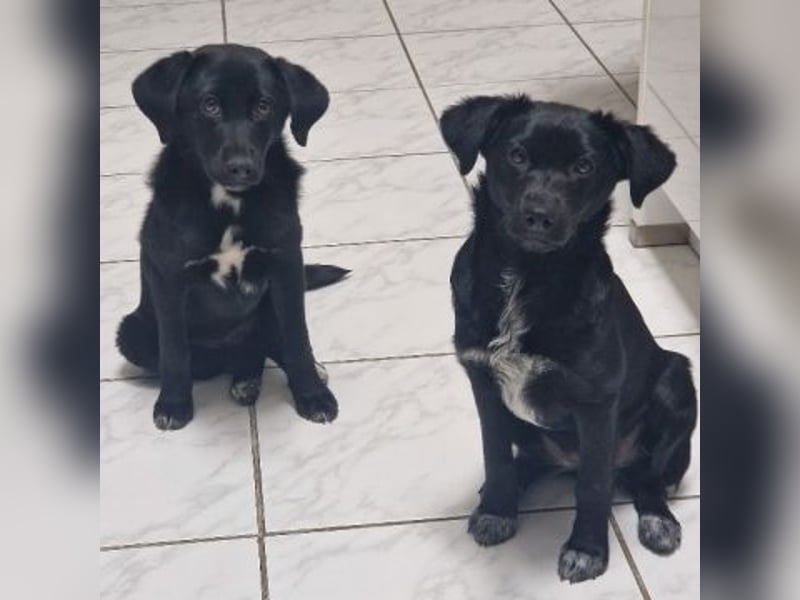 Mily - Kokoni-Mix-Mädchen sucht ihre Familie