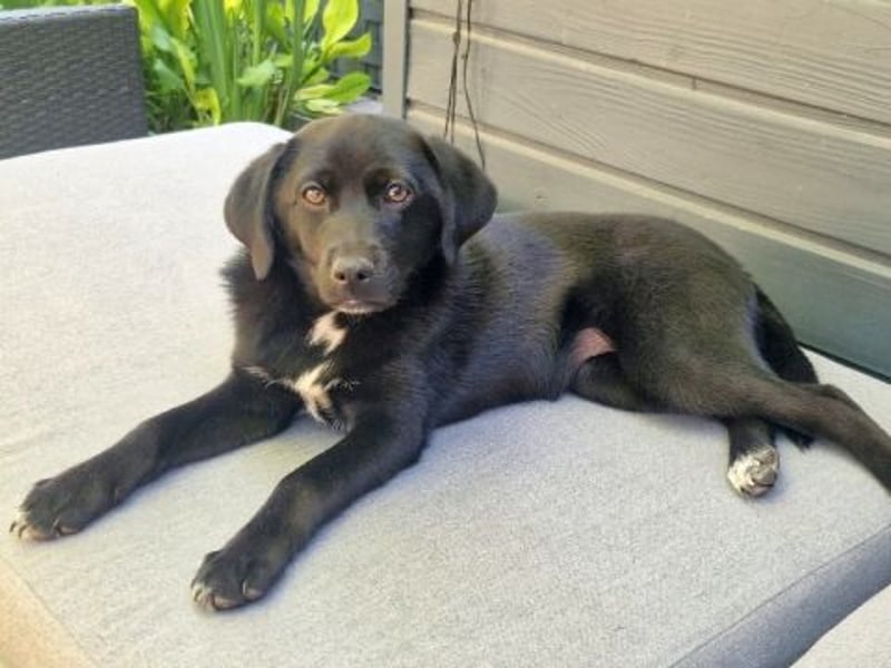Mily - Kokoni-Mix-Mädchen sucht ihre Familie