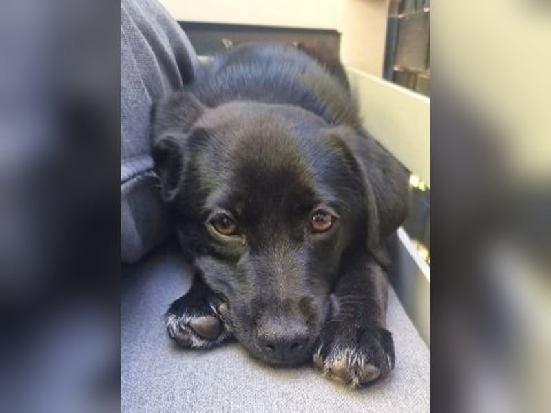 Mily - Kokoni-Mix-Mädchen sucht ihre Familie