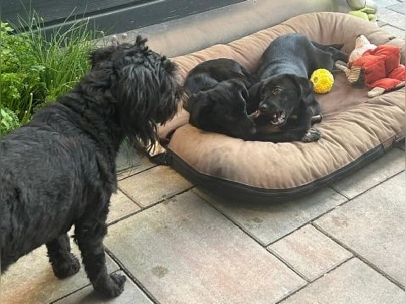 Mily - Kokoni-Mix-Mädchen sucht ihre Familie