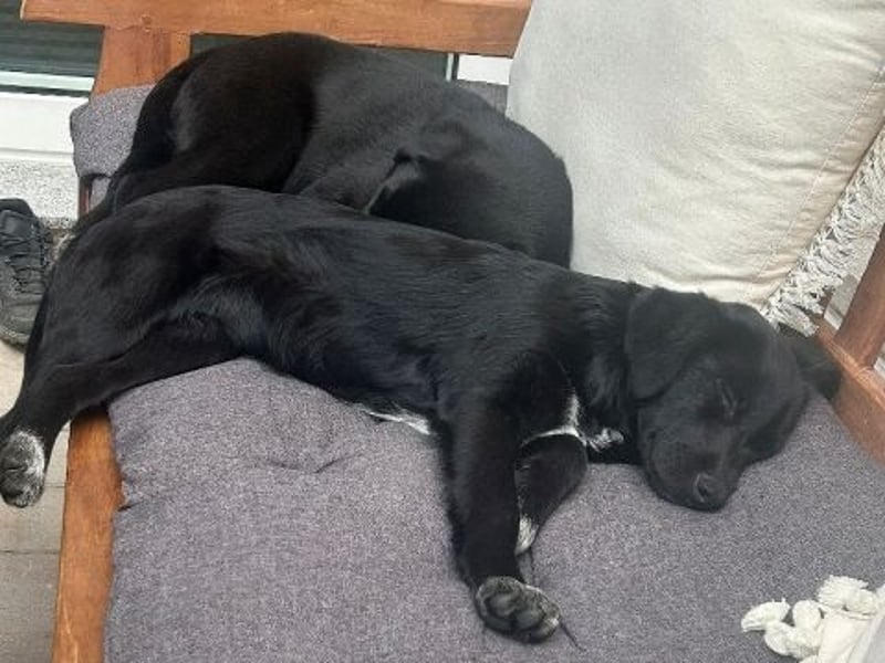 Mily - Kokoni-Mix-Mädchen sucht ihre Familie