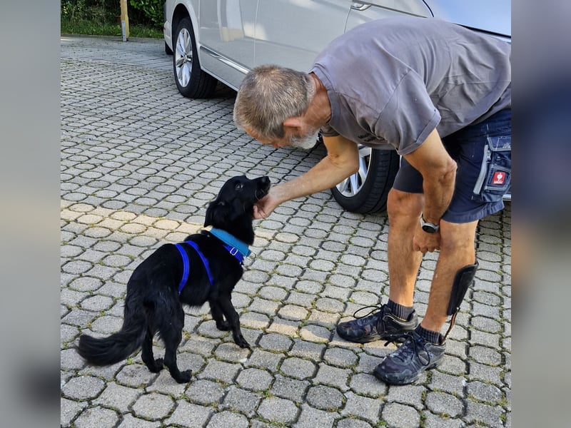 Pepper, fröhlich, sehr sozial, katzenverträglich