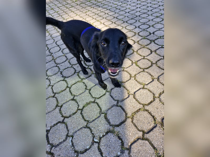 Pepper, fröhlich, sehr sozial, katzenverträglich