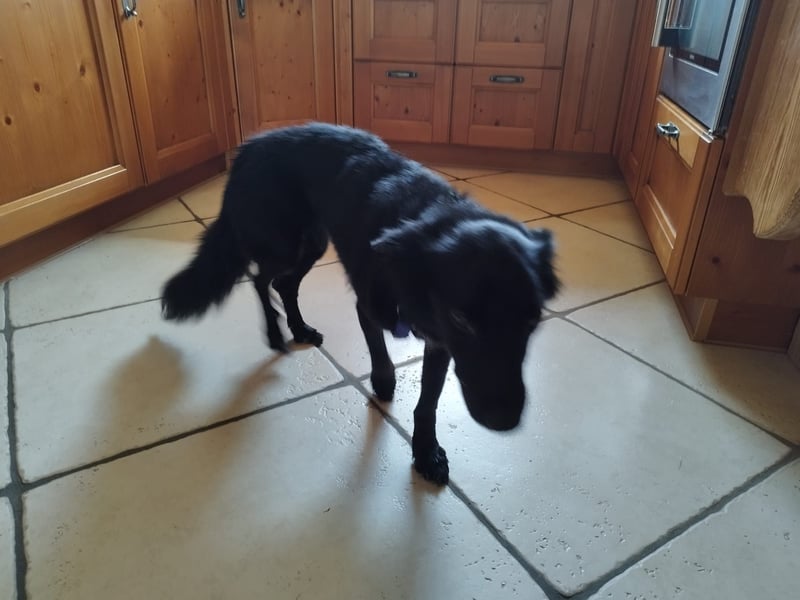 Pepper, fröhlich, sehr sozial, katzenverträglich