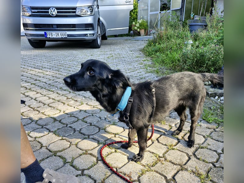 Pepper, fröhlich, sehr sozial, katzenverträglich