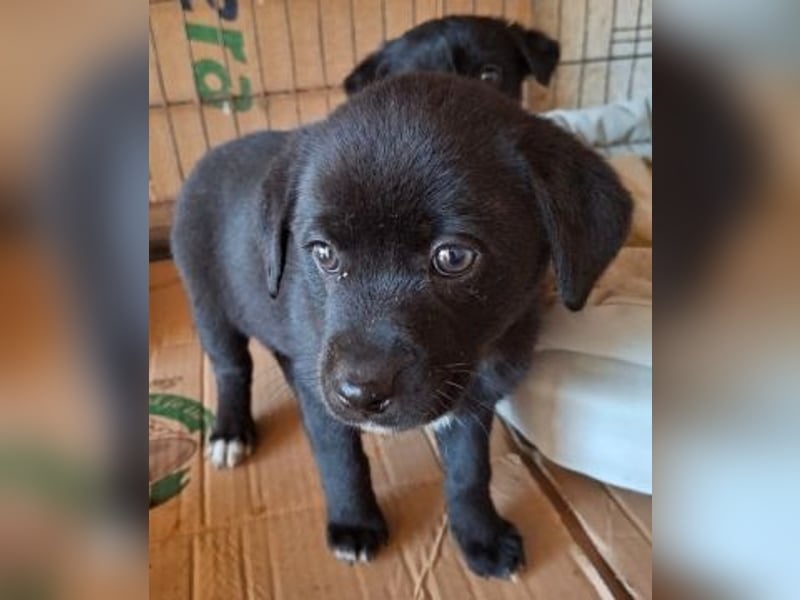 Mily- Kokoni-Mix Mädchen sucht Familie
