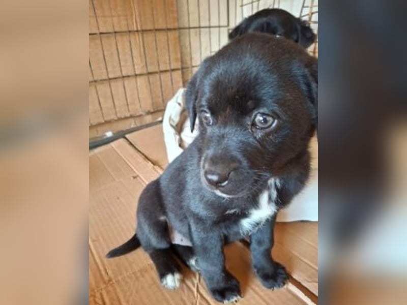 Mily- Kokoni-Mix Mädchen sucht Familie