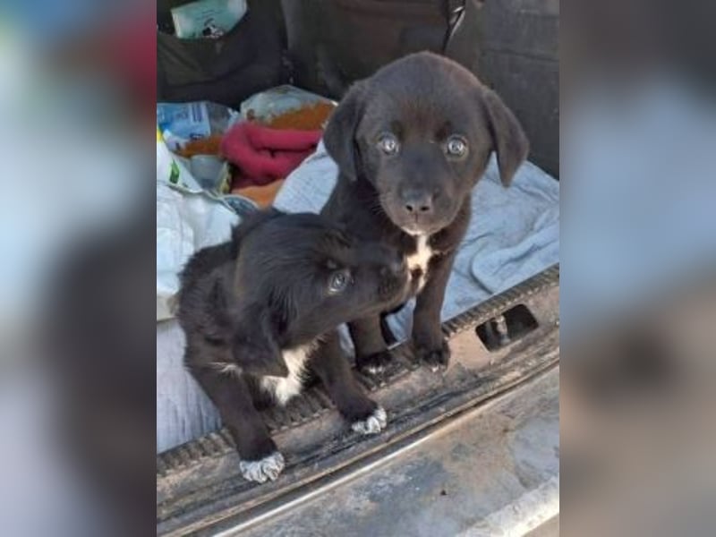 Mily- Kokoni-Mix Mädchen sucht Familie