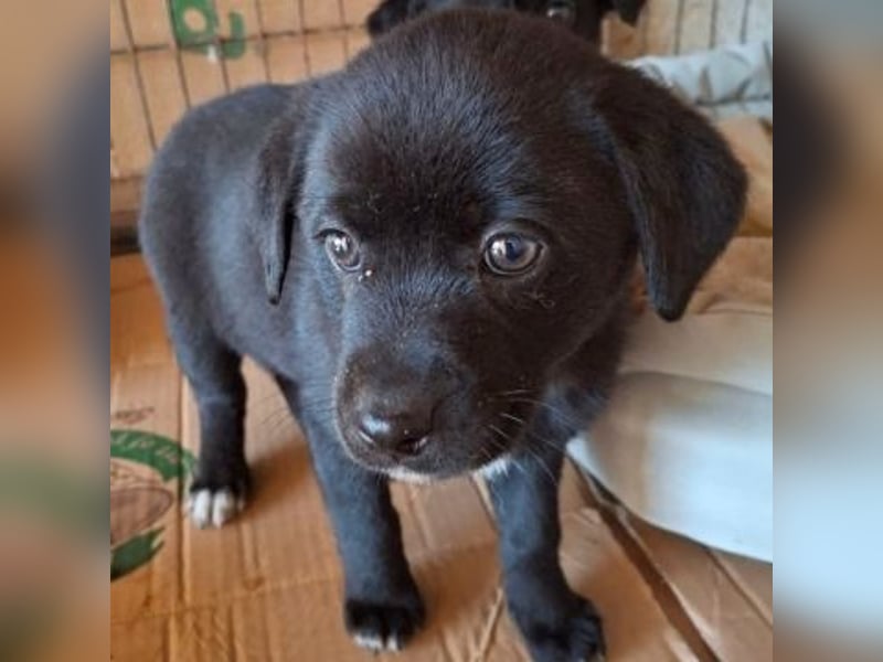 Mily- Kokoni-Mix Mädchen sucht Familie