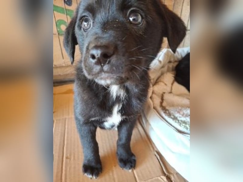 Mily- Kokoni-Mix Mädchen sucht Familie