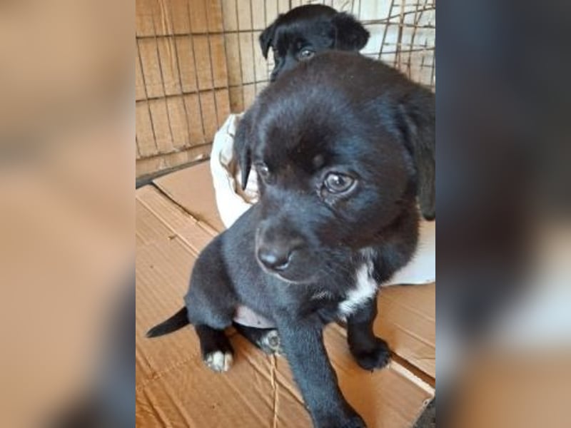 Mily- Kokoni-Mix Mädchen sucht Familie