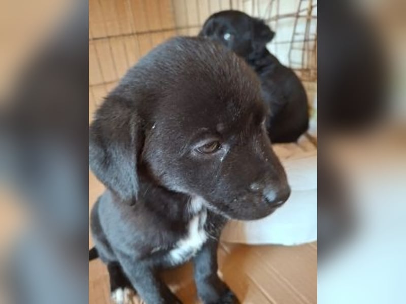 Mily- Kokoni-Mix Mädchen sucht Familie