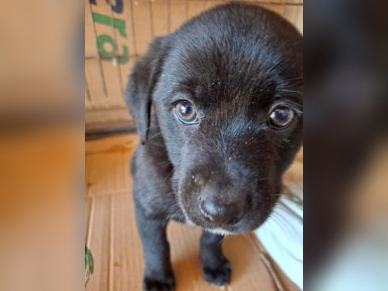 Mily- Kokoni-Mix Mädchen sucht Familie