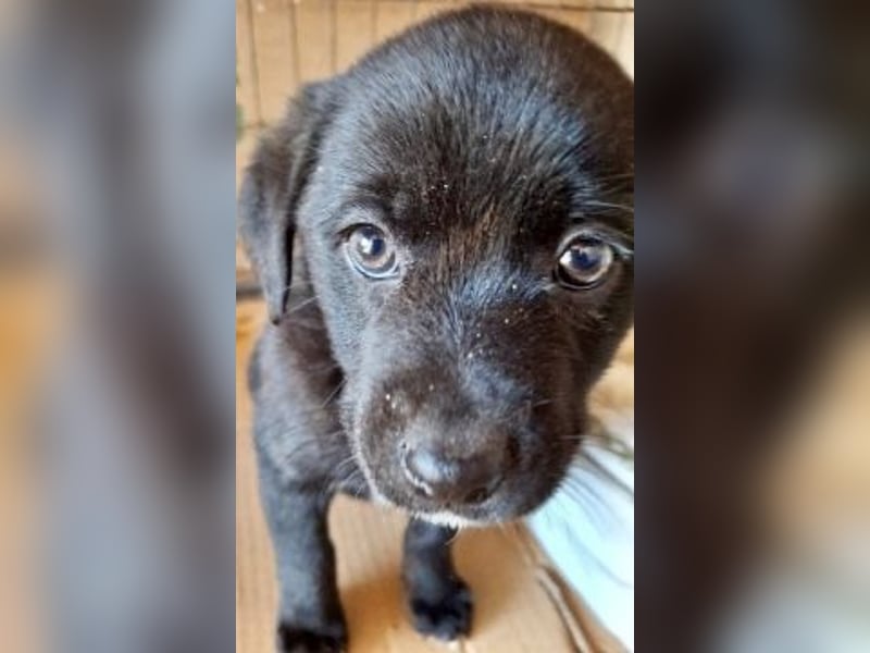 Mily- Kokoni-Mix Mädchen sucht Familie