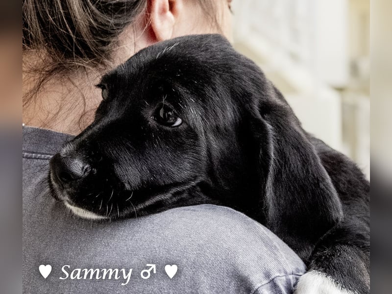 Kokonimix Tammy und Sammy suchen ein Zuhause