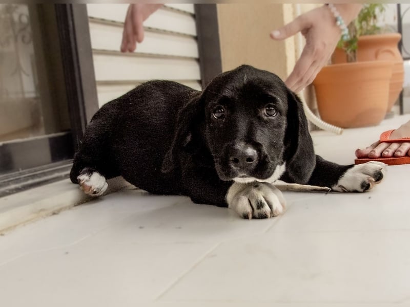 Kokonimix Tammy und Sammy suchen ein Zuhause