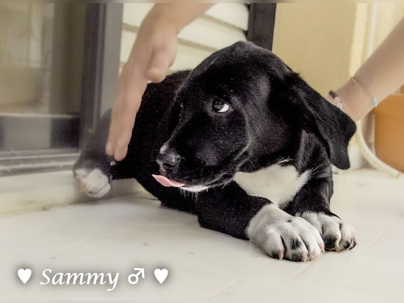 Kokonimix Tammy und Sammy suchen ein Zuhause